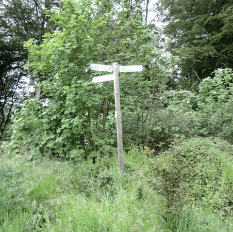 Schilderbaum, © Naturpark Südeifel, Ch. Schleder