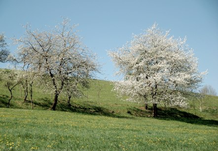 Streuobstwiesen des Bitburger Gutland, © Tourist-Information Bitburger Land