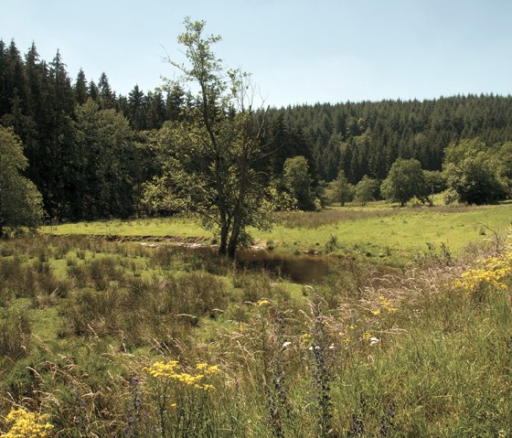 Irsenpfad, © Naturpark Südeifel, Joelle Mathias