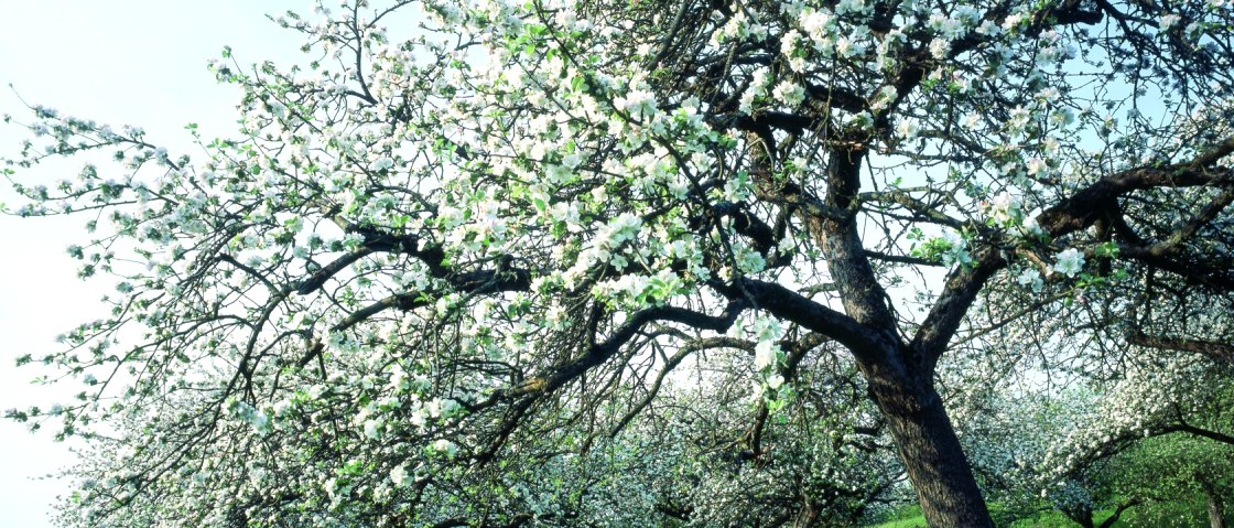 Streuobstblüte, © Eifel Tourismus GmbH, H.J. Sittig