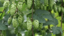 Hopfen, © Felsenland Südeifel Tourismus Gmbh, Peter Weber