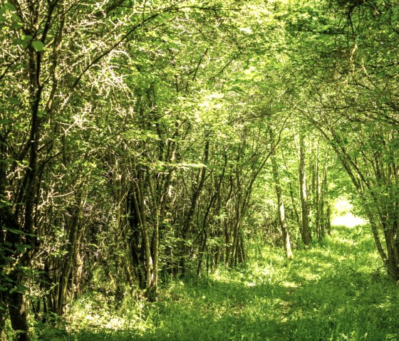 Grünes Blätterdach auf der Eifelgold Route im NaturWanderPark delux, © Eifel Tourismus GmbH, D. Ketz