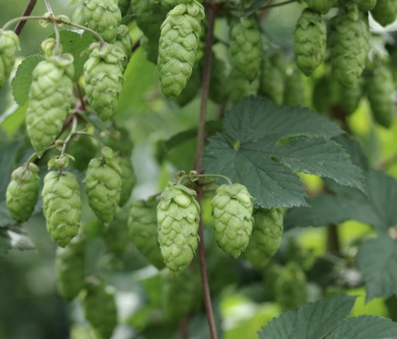 Hopfen, © Felsenland Südeifel Tourismus Gmbh, Peter Weber