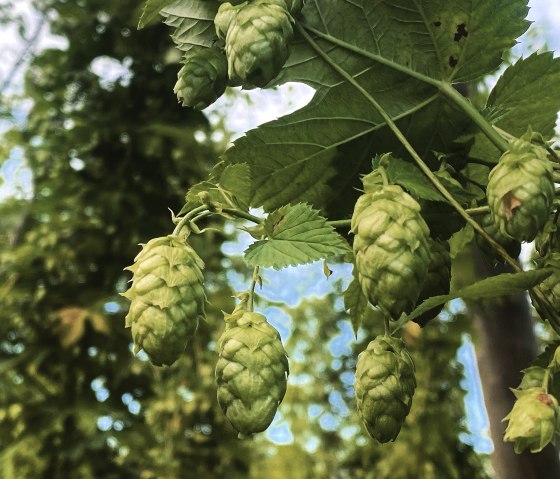 Hopfen, © Felsenland Südeifel Tourismus GmbH / Anna Carina Krebs