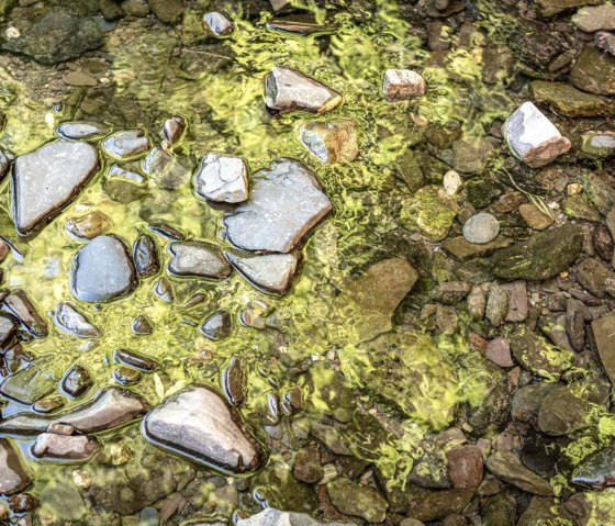 Wasserspiegelung am Roten Puhl auf dem Schluchtenpfad, © Eifel Tourismus GmbH, D. Ketz