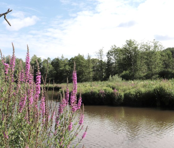 Pflanzen am Stausee Irrhausen, © Tourist-Information Islek