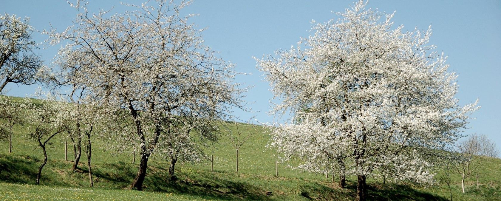 Streuobstwiesen des Bitburger Gutland, © Tourist-Information Bitburger Land